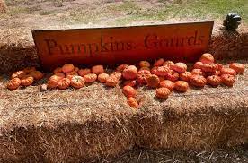 Pumpkin Fair Continues to Please!